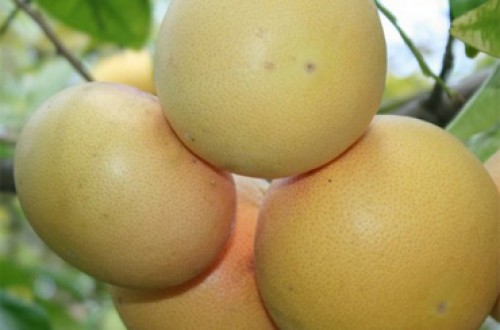 Ailimpo estima una producción de pomelo en España de 72.000 toneladas