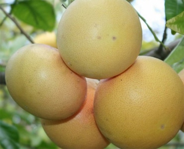 Ailimpo estima una producción de pomelo en España de 72.000 toneladas