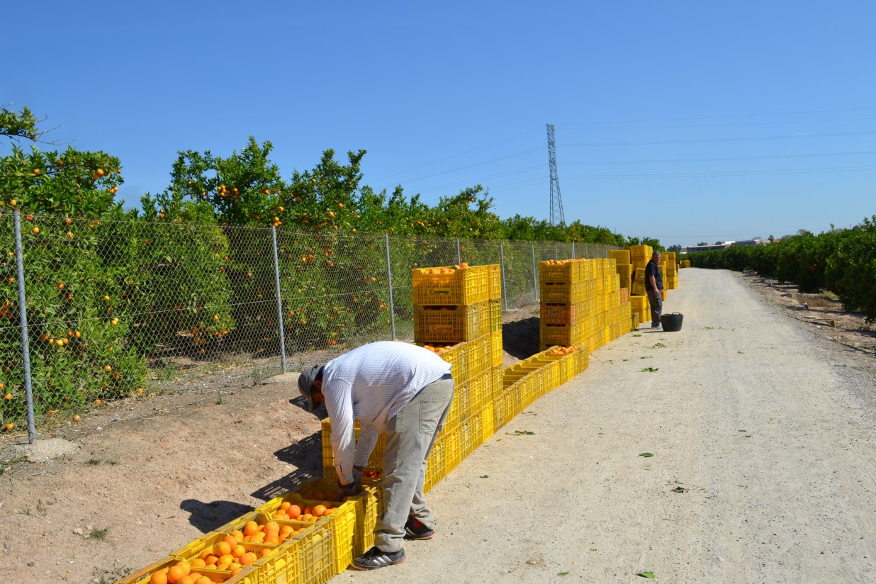Las altas temperaturas recortan un 22,3% la cosecha de cítricos 2015/16 en la C. Valenciana
