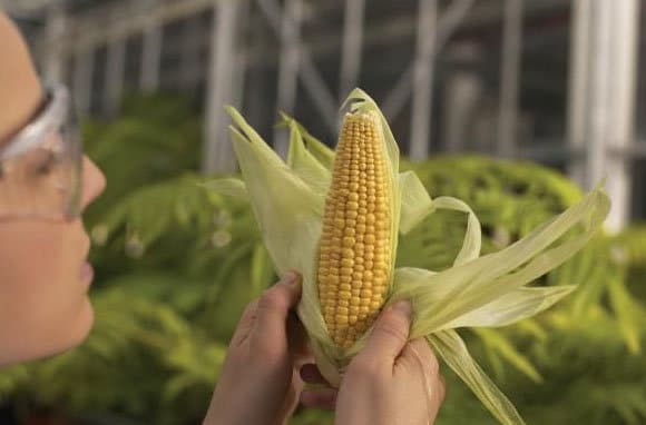 Once países de la UE piden a Bruselas quedar exentos del cultivo de transgénicos en su territorio