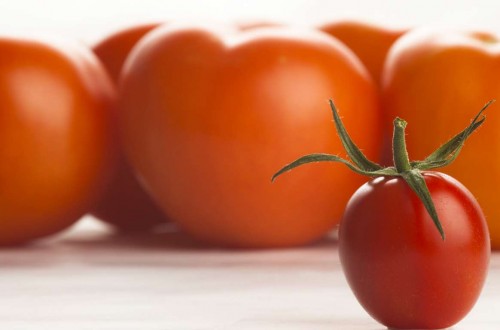 Marruecos prevé una producción de 803.600 t de tomate en la campaña 2015/16