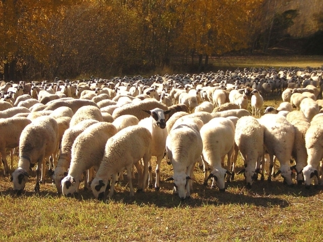 El sector nacional de leche de oveja analiza su situación en Valladolid