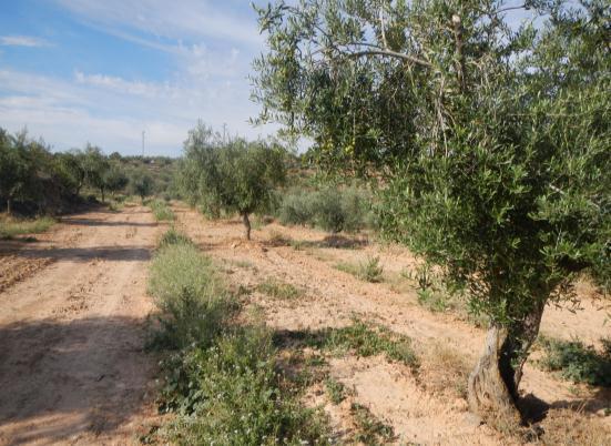 Jornadas sobre riego en Tarragona