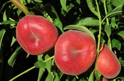 La producción de fruta de hueso en Cataluña baja solo un 2% pese a las granizadas de primavera