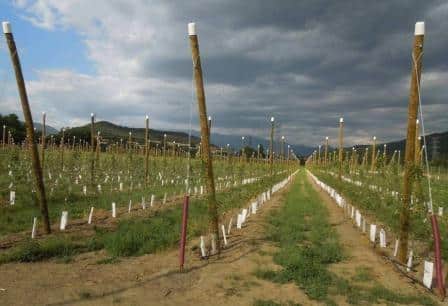 Quinta edición de la Jornada de fruticultura de montaña en La Seu d’Urgell