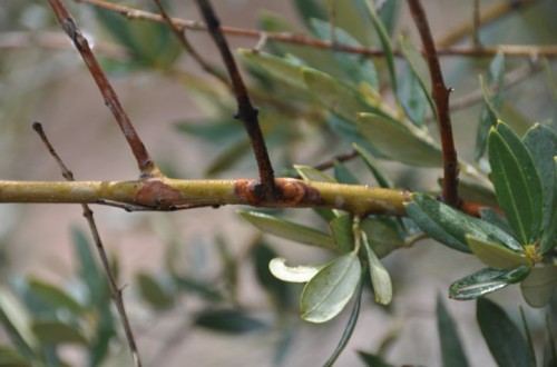 La lepra del olivo, una enfermedad emergente