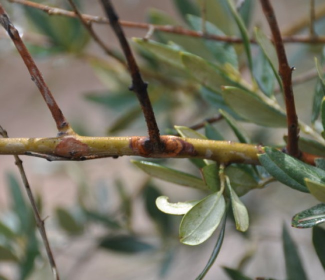 La lepra del olivo, una enfermedad emergente