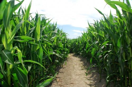 El PE rechaza que los países puedan prohibir el uso de OGMs en su territorio