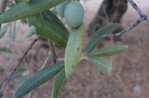 Gestión integrada del repilo en el olivar