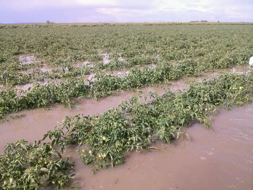 El Plan de Seguros Agrarios Combinados 2016 contará con 211 millones de euros, un 6,1% más