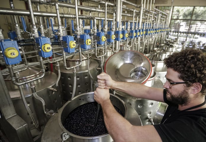 Bodegas Torres crea una bodega de microvinificaciones para estudiar las variedades ancestrales recuperadas