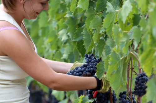 Italia, a la cabeza de los países productores de vino