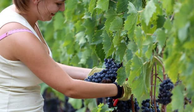 Italia, a la cabeza de los países productores de vino