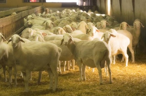 Del sistema extensivo al sistema intensivo en ovino de leche