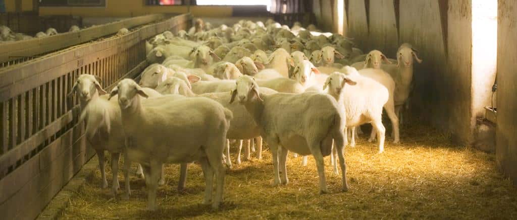 Del sistema extensivo al sistema intensivo en ovino de leche