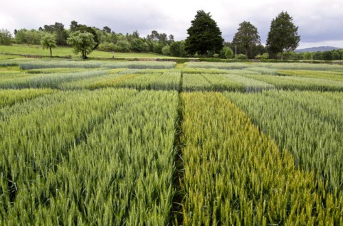Nuevas variedades comerciales de cebada y trigo blando de ciclo largo y triticale