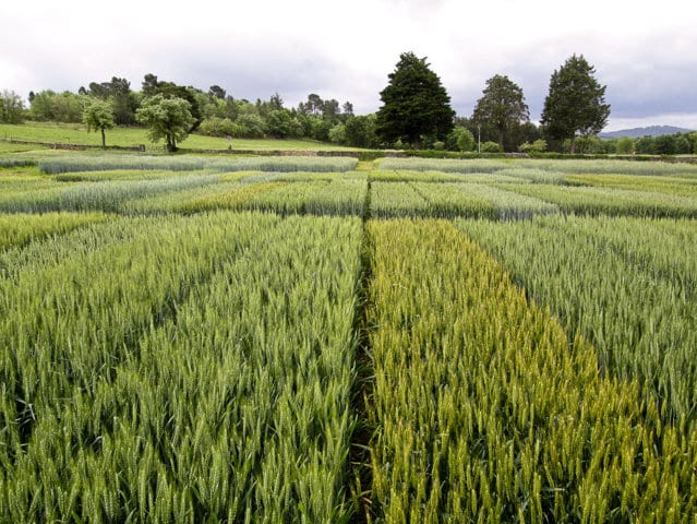 Nuevas variedades comerciales de cebada y trigo blando de ciclo largo y triticale