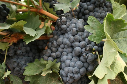 Aumenta un 2,7% la producción de uva en la UE-28 hasta alcanzar los 171  millones de hectolitros