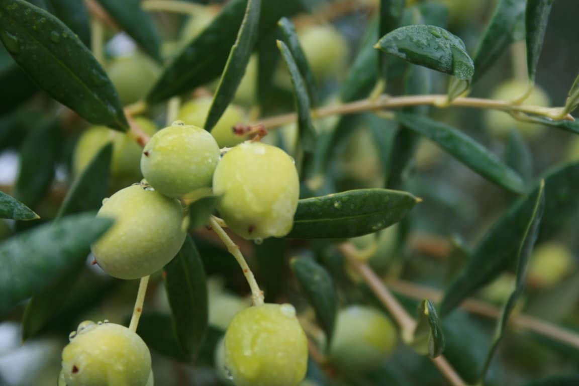 Fertiberia lanza el nuevo fertilizante NPK (S) especial olivo
