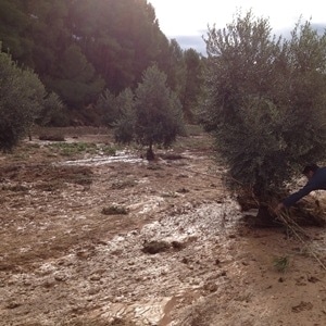 Pérdida del 20-30% de la cosecha de aceituna en Les Garrigues por las lluvias