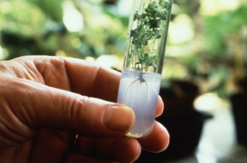 La EFSA descarta que el glifosato suponga un riesgo cancerígeno para los seres humanos