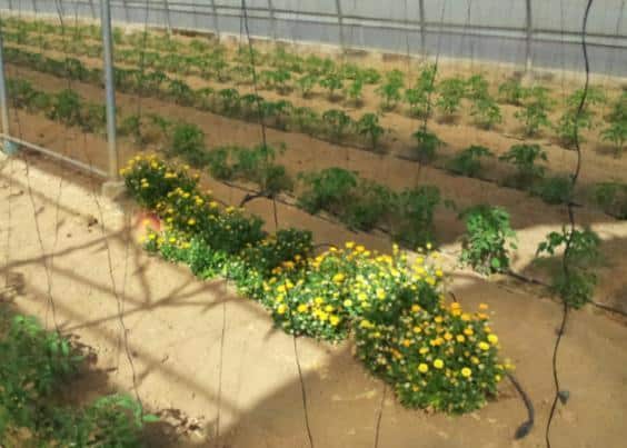 IRTA organiza una jornada sobre el control biológico en hortícolas