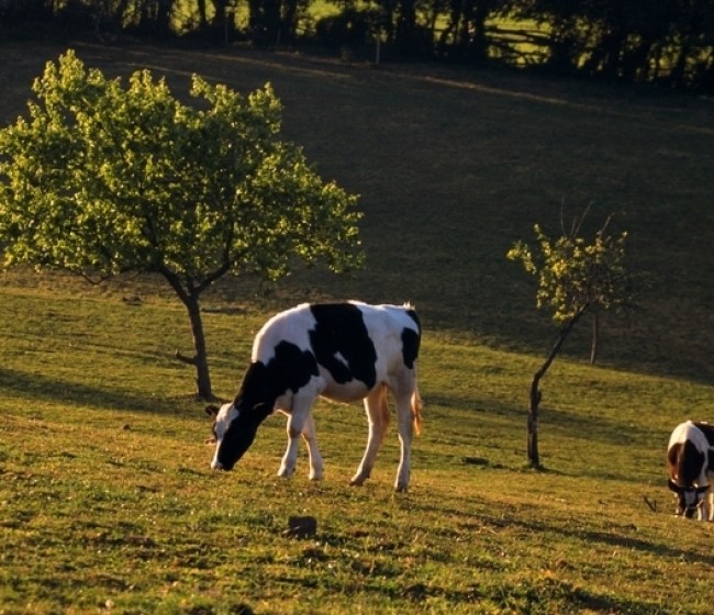Más entregas de leche de vaca a un precio medio algo mejor de 0,309 €/l en octubre