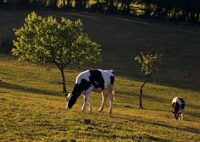 Más entregas de leche de vaca a un precio medio algo mejor de 0,309 €/l en octubre