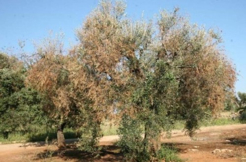 Más medidas contra la Xylella fastidiosa, la bacteria que ataca a los olivos