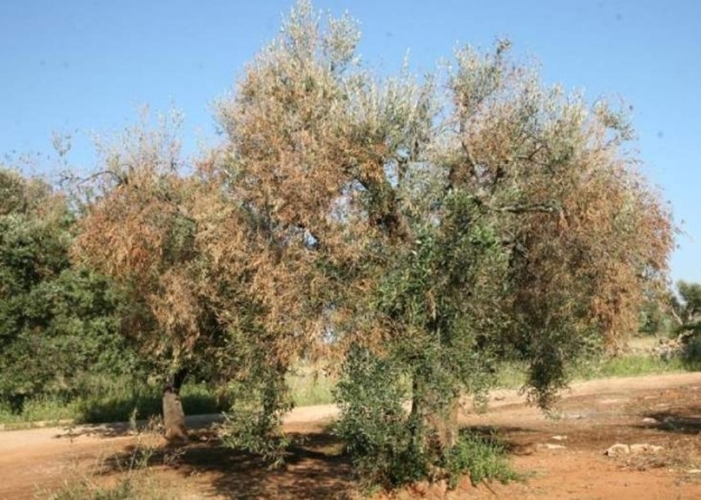 Más medidas contra la Xylella fastidiosa, la bacteria que ataca a los olivos