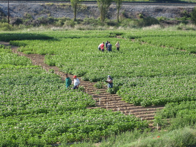 Curso de Experto en Innovaciones en el diagnóstico y gestión integrada de enfermedades, plagas y malas hierbas de cultivos y masas forestales