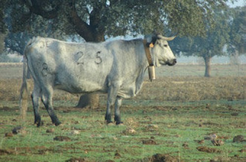Alerta ganadera por un foco declarado de Fiebre Aftosa en Marruecos