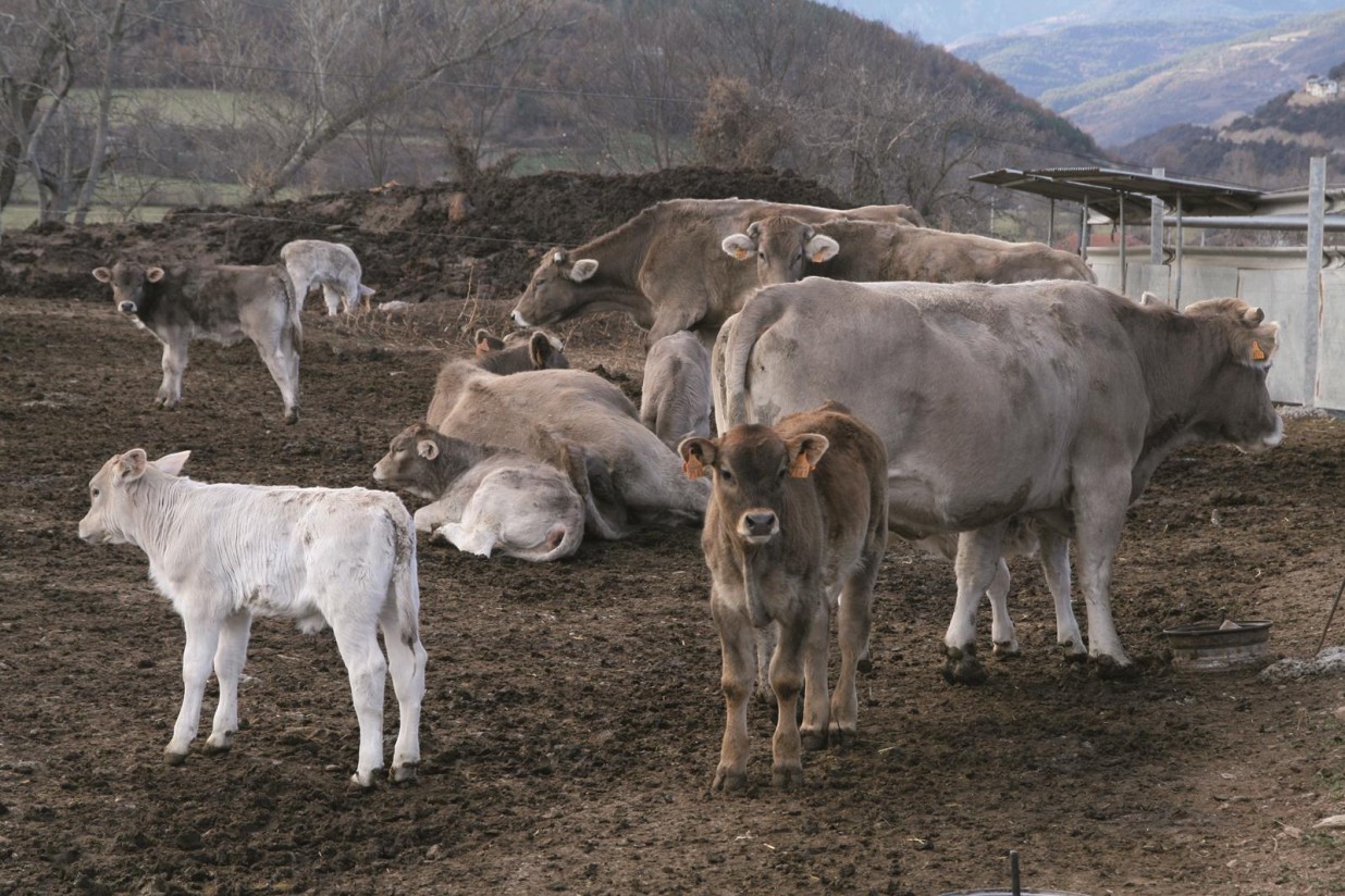 Interés de la introducción del guisante en las dietas de cebo de rumiantes