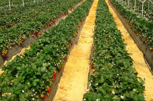 El sector hortofrutícola español solicita al PE que mejore el sistema de seguridad sanitaria de las plantaciones