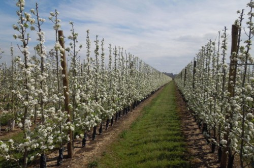 Análisis de la campaña 2014 de fruta de pepita y previsiones para 2015