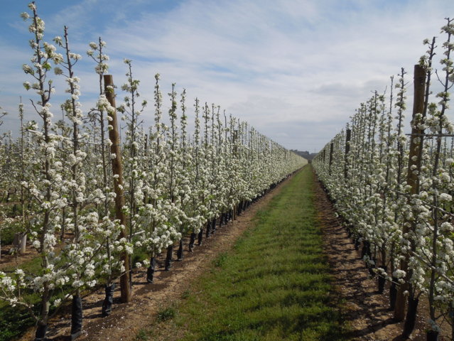 Análisis de la campaña 2014 de fruta de pepita y previsiones para 2015