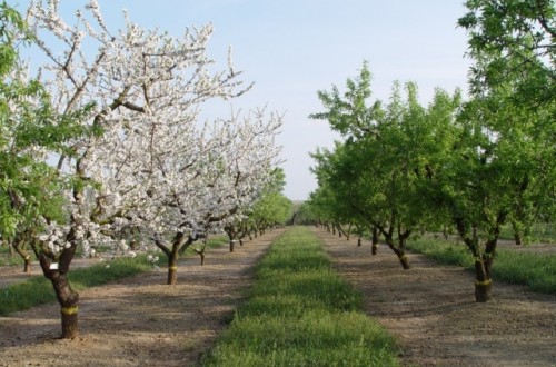 Los frutos secos, un sector agrícola estratégico español por el valor de su producción