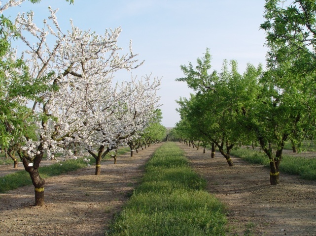 Los frutos secos, un sector agrícola estratégico español por el valor de su producción