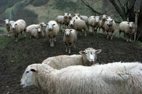 Prohibida la entrada de animales vivos del Magreb por riesgo  de fiebre aftosa