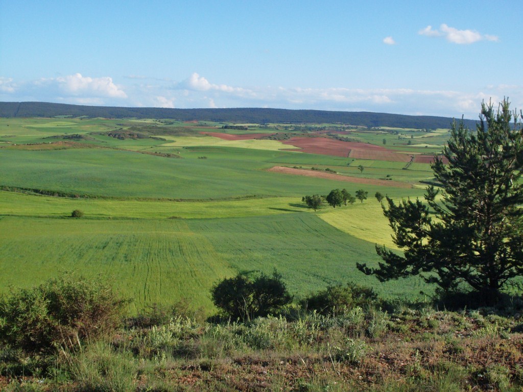 Los pagos del FEAGA al sector agrario español se elevaron a 5.642,2 M€ en el ejercicio 2015