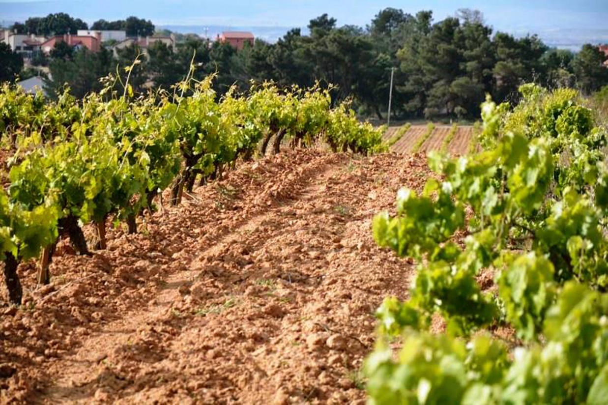 COAG rechaza el aumento de hectáreas de viñedo y de rendimientos en la DOC Rioja