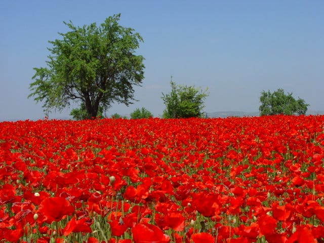 PicoMax, la solución de Basf para el control de la amapola resistente en cereales