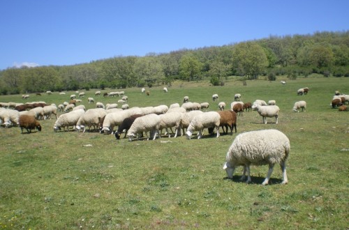 Más promoción y más transparencia del mercado para el sector ovino de la UE