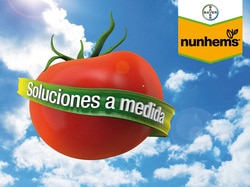 Nunhems aumenta la producción en ciclo corto para tomate en la zona de Níjar
