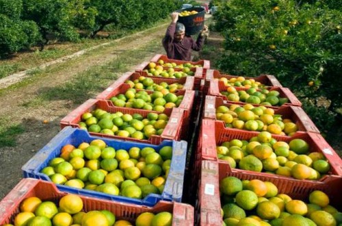FEPEX: la sentencia sobre Marruecos puede tener un fuerte impacto sobre las importaciones comunitarias