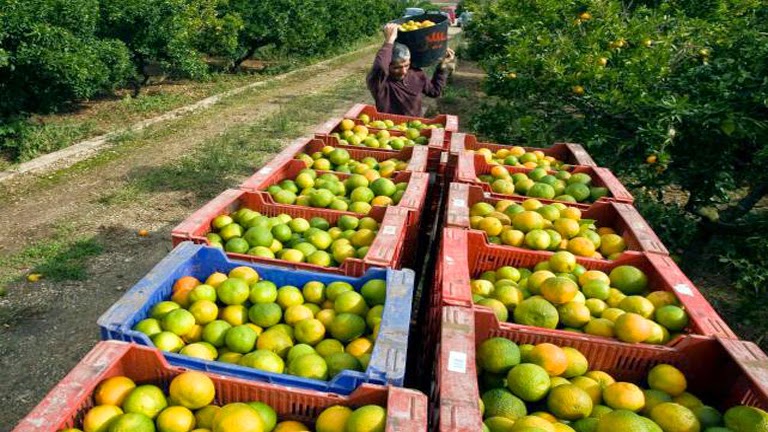 FEPEX: la sentencia sobre Marruecos puede tener un fuerte impacto sobre las importaciones comunitarias