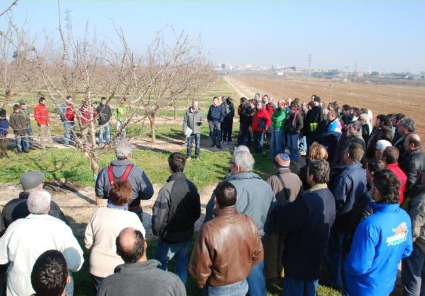 IRTA organiza unas jornadas sobre la poda del almendro en plantaciones de riego