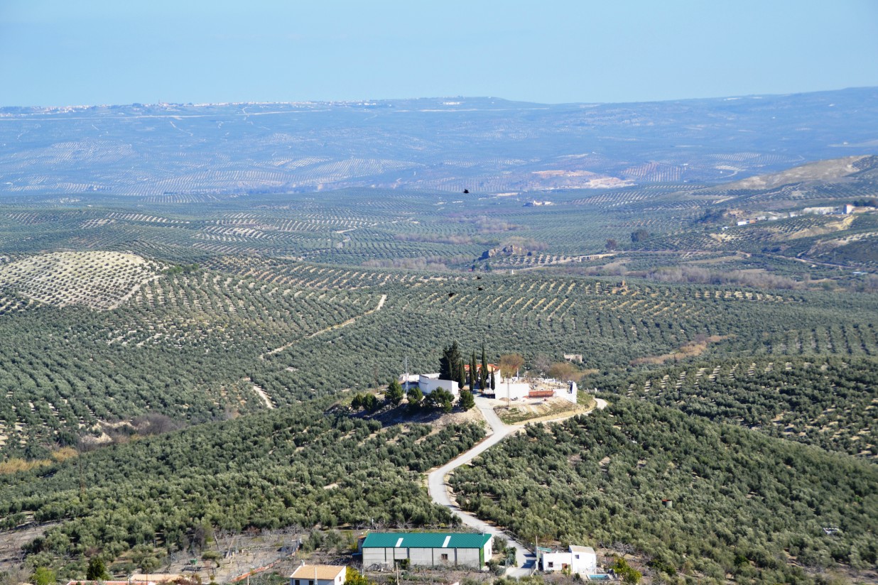 Las cooperativas andaluzas confirman una campaña exprés de aceite de oliva por el clima