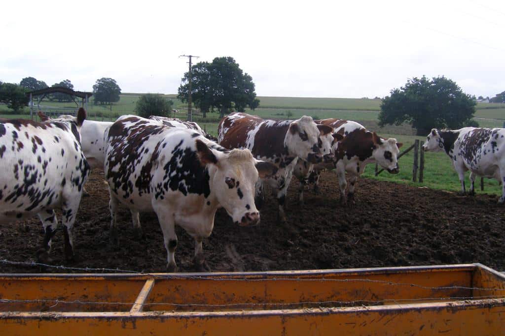 Monitorización de vacas lecheras de alta producción (IV): Diagnóstico de la cetosis a nivel de explotación