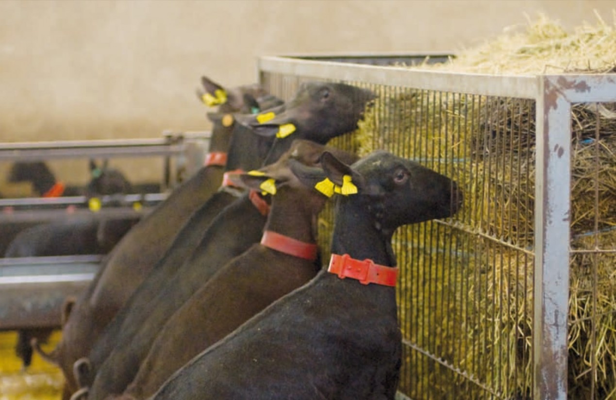 Situación actual del caprino de leche en España